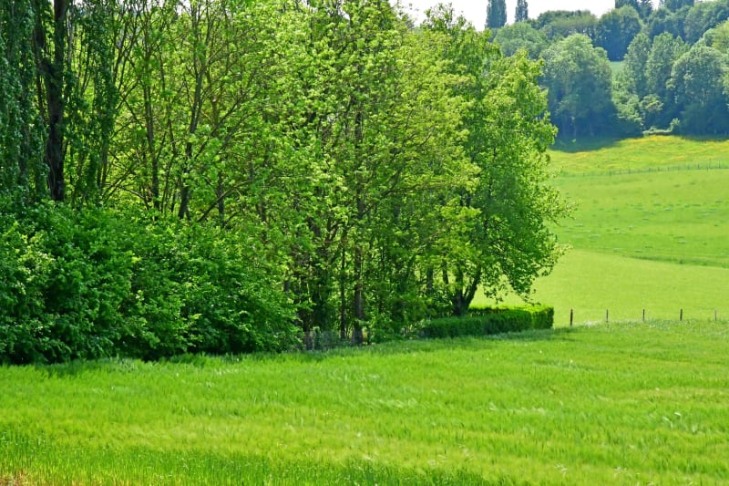 Balade champêtre et étang Prêle depuis Chaneins - Chaneins