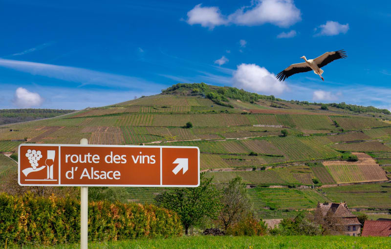 Grand Cru Hatschbourg et délices de la vigne - Hattstatt