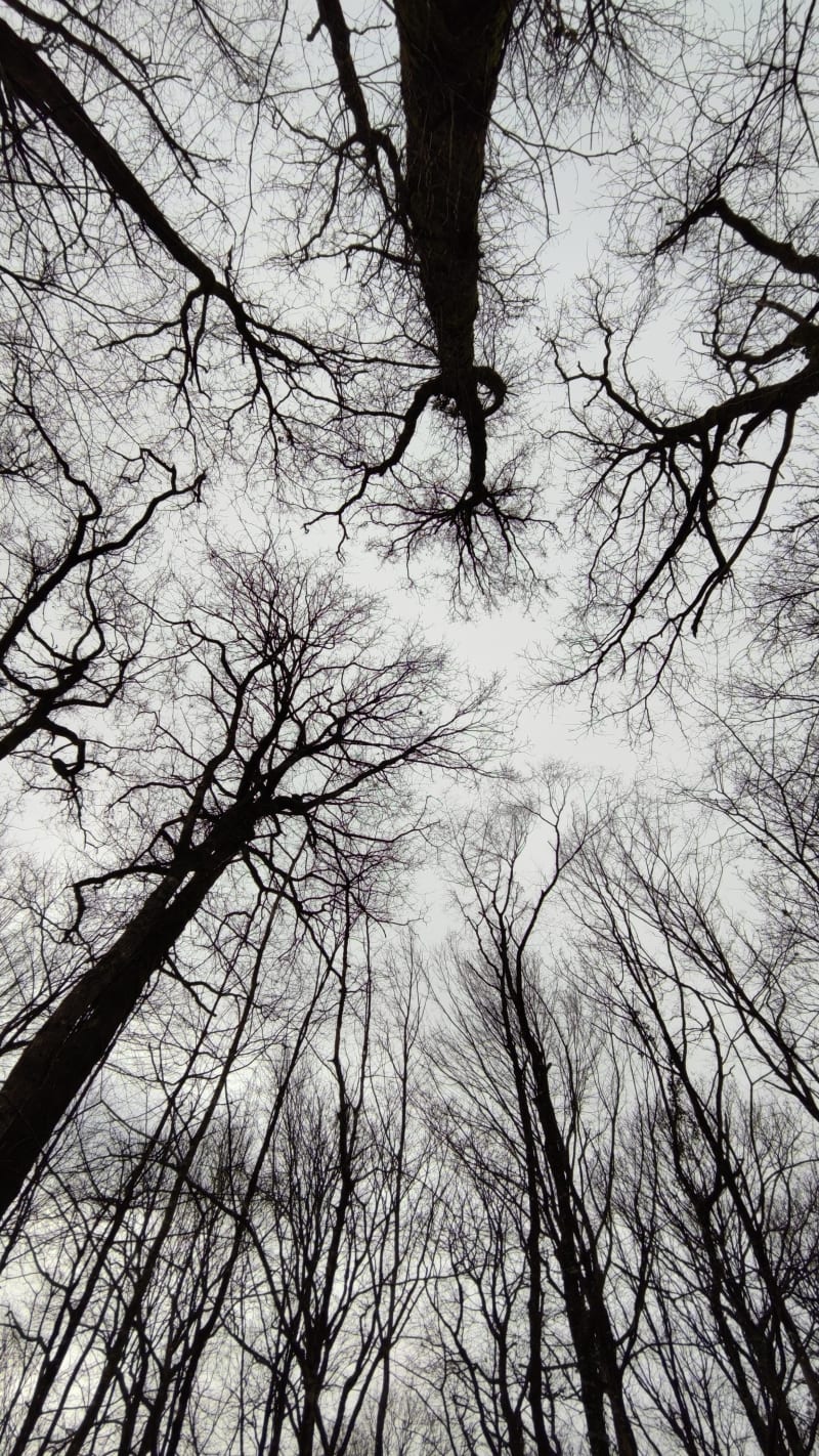 Bois des Jarries et havre de paix dans le Bocage Vendéen. - Saint-Mars-la-Réorthe