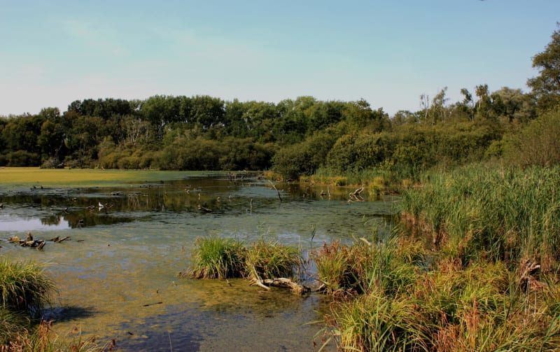 Tour des marais de la Sensée et colonies d'oiseaux - Lécluse