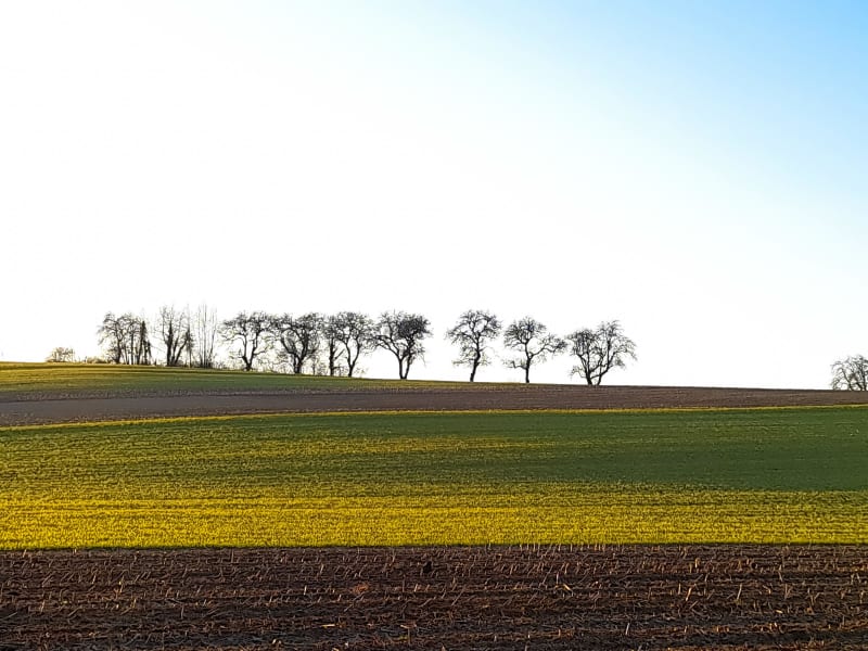 Buller à Wingersheim et prendre la clé des champs - Wingersheim-les-Quatre-Bans