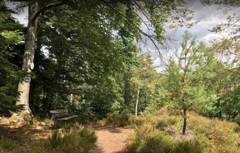 Anciens lavoirs de Phalsbourg et capter l'énergie des arbres - Phalsbourg
