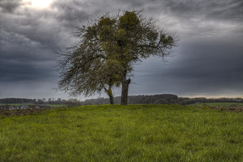 Remarqu'arbre forêt à Bouxwiller et évasion champêtre - Bouxwiller
