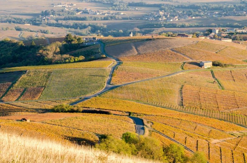 Rando à VTT dans les vignes de Chiroubles - Chiroubles
