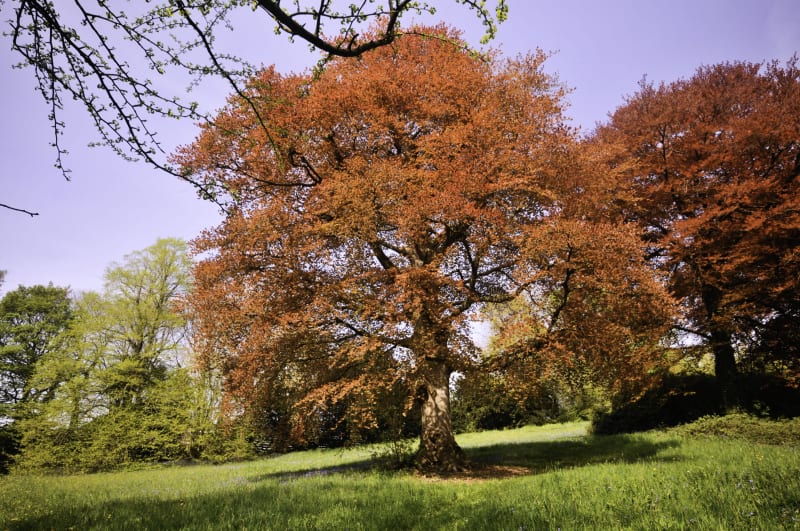 Bois du mont Noir et parterre naturel de fleurs - Saint-Jans-Cappel