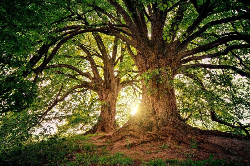 Saint-Laurent-le-Minier et forêt de la Vis - Saint-Laurent-le-Minier