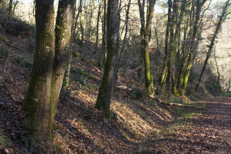 A VTT dans la forêt domaniale de Mervent-Vouvant - Mervent