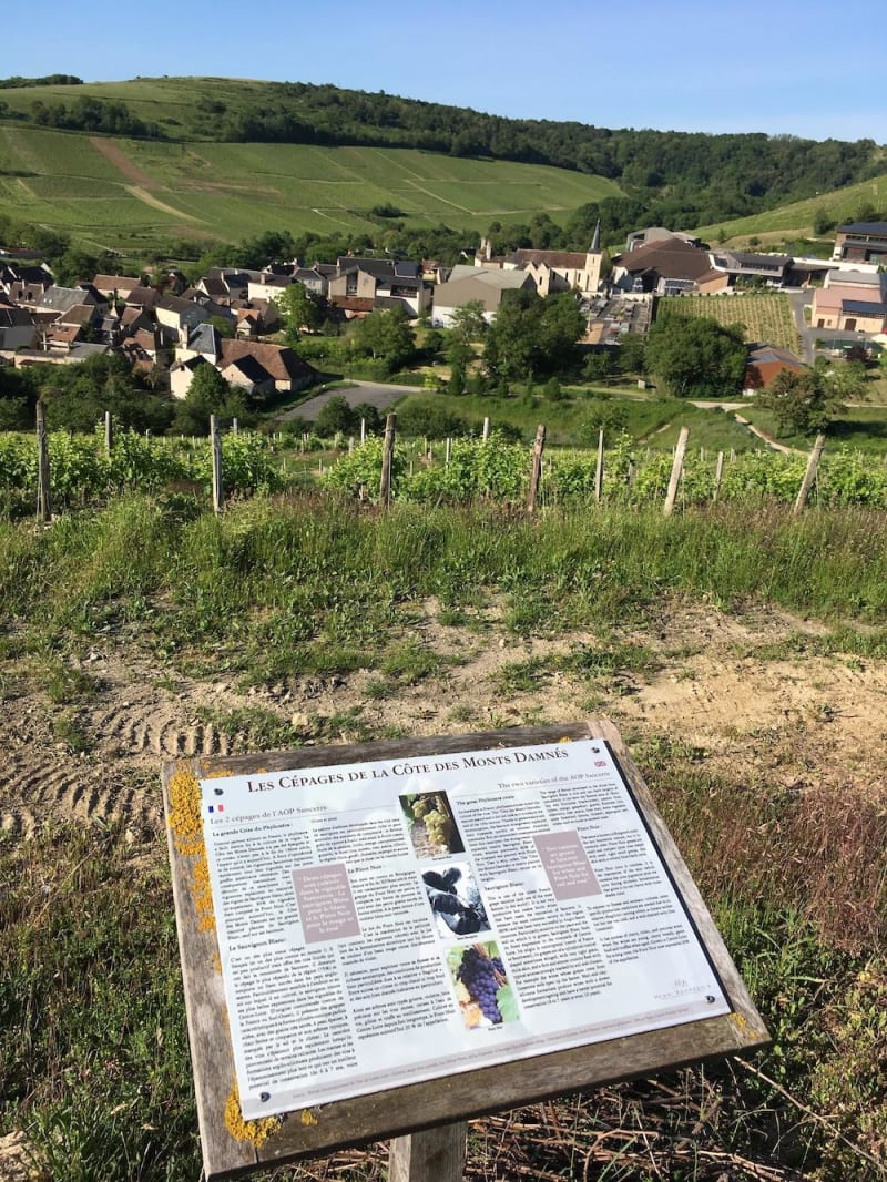 Entre le boire et le fromage, rando vigne dans le Sancerrois - Saint-Satur