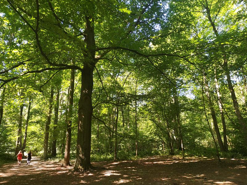 Bois de Warwamme et bulle d'évasion citadine - Villeneuve-d'Ascq