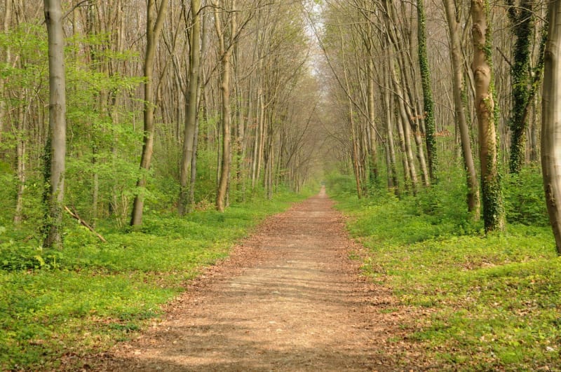 Tour de la forêt de Mongeon au Havre - Le Havre