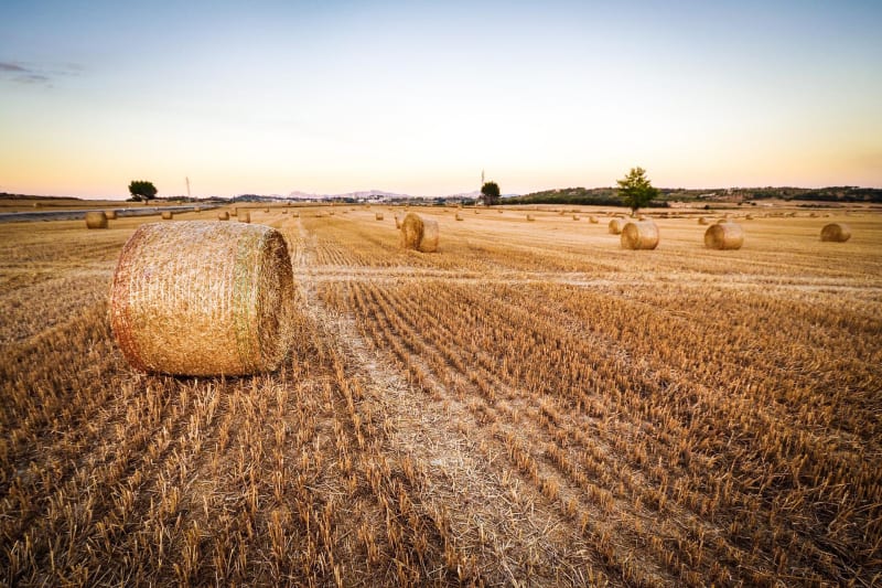 Balade dans les champs à Aulnoy-lez-Valenciennes - Aulnoy-Lez-Valenciennes