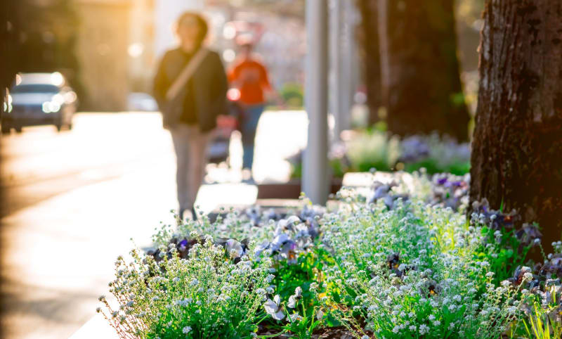 Balade urbaine et jardins séduisants à Gravelines - Gravelines