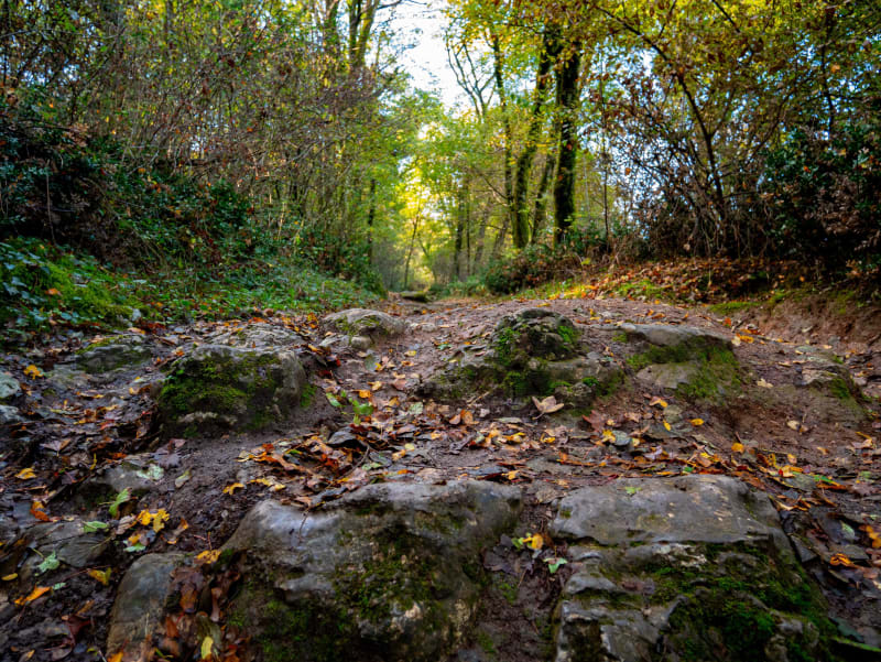 Rando dans le bois des Vouillants - Seyssinet-Pariset