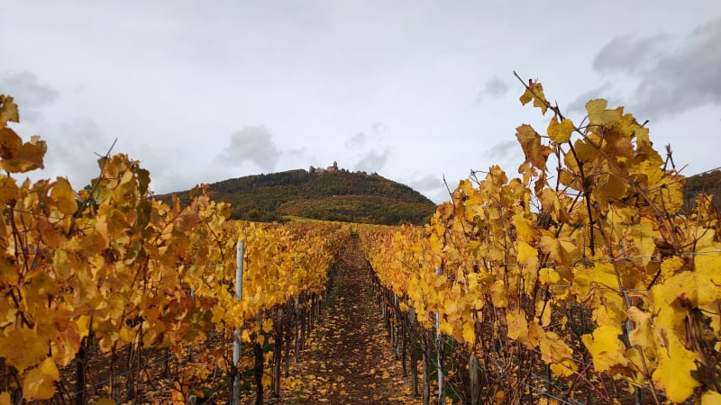 Haut-Kœnigsbourg et sa jolie balade depuis la route du vin - Saint-Hippolyte