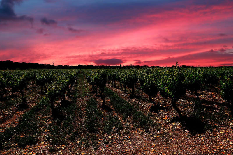 Immersion dans les vignes, de Liergues à Jarnioux - Porte des Pierres Dorées