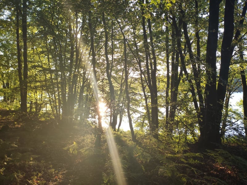 Lac de Guerlédan et son havre de paix entre forêt et lac - Saint-Aignan