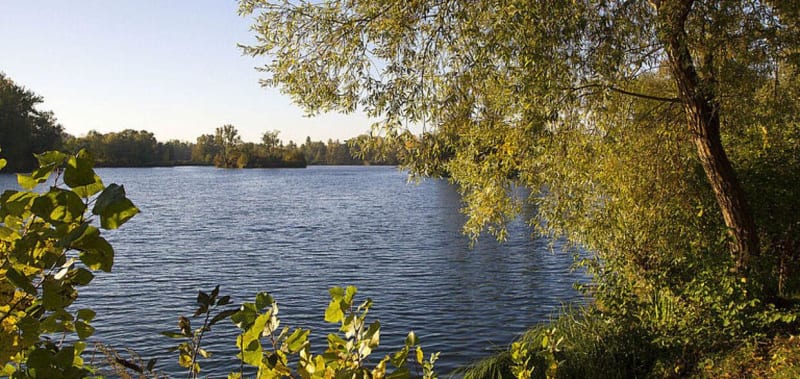 Etangs de la Vogelau et envolée d'oiseaux - Hœnheim