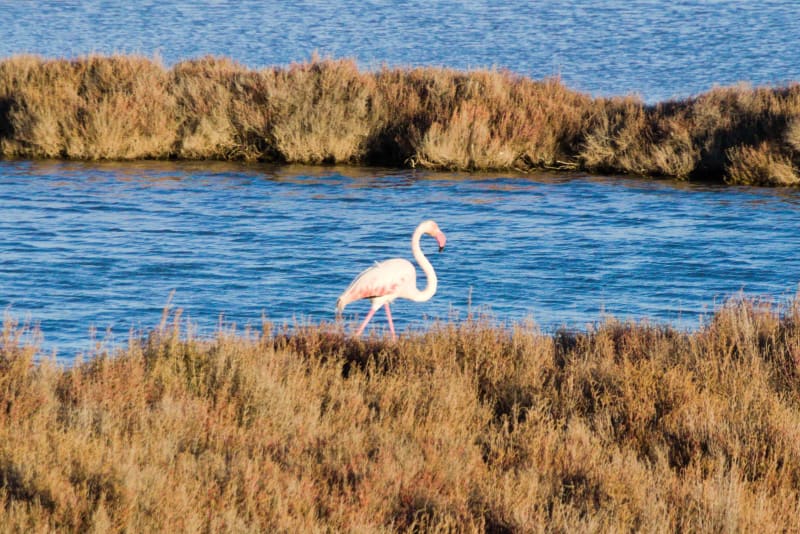 Etang de Mireval et son paradis ornithologique - Mireval