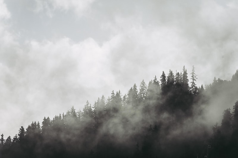Le Revard et immersion en forêt des Bauges par le GR® 96 - Pugny-Chatenod