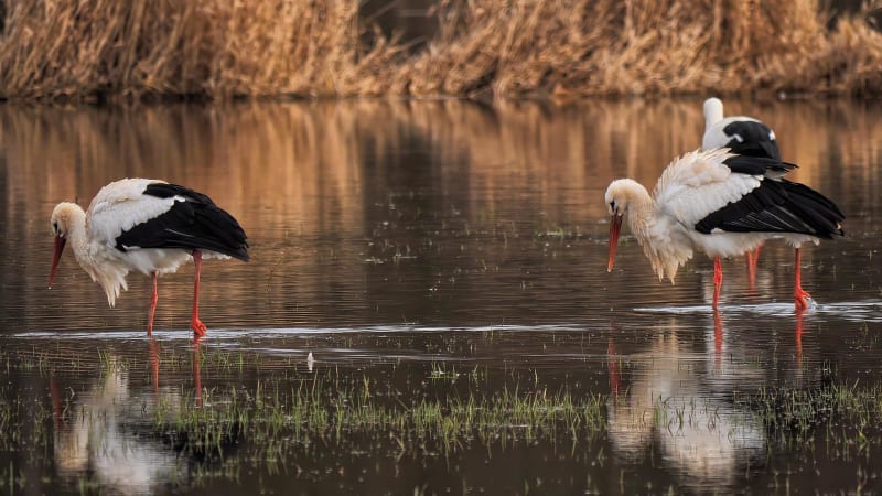 Kleine Elzasser Camargue - Saint-Louis