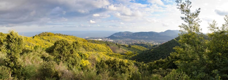 Mimosabos en GR® 51 in Mandelieu-la-Napoule - Mandelieu-la-Napoule