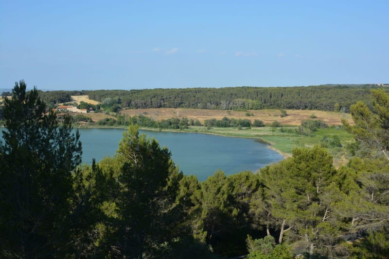 Etangs de Saint-Mitre-les-Remparts et splendeur de la faune - Saint-Mitre-les-Remparts