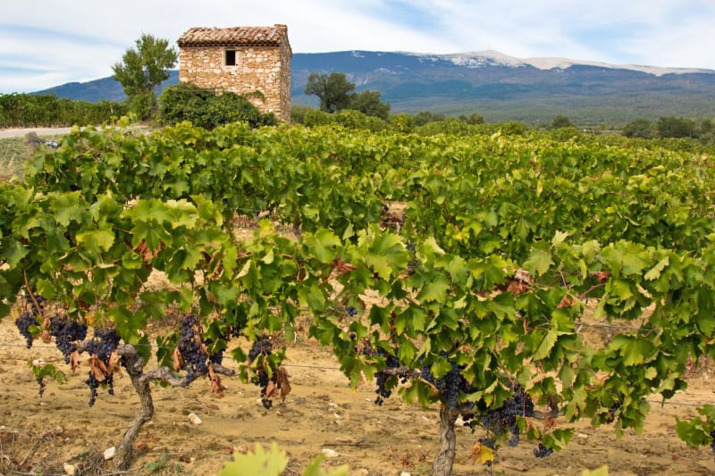 Joucas et escapade entre vignes et vergers - Joucas