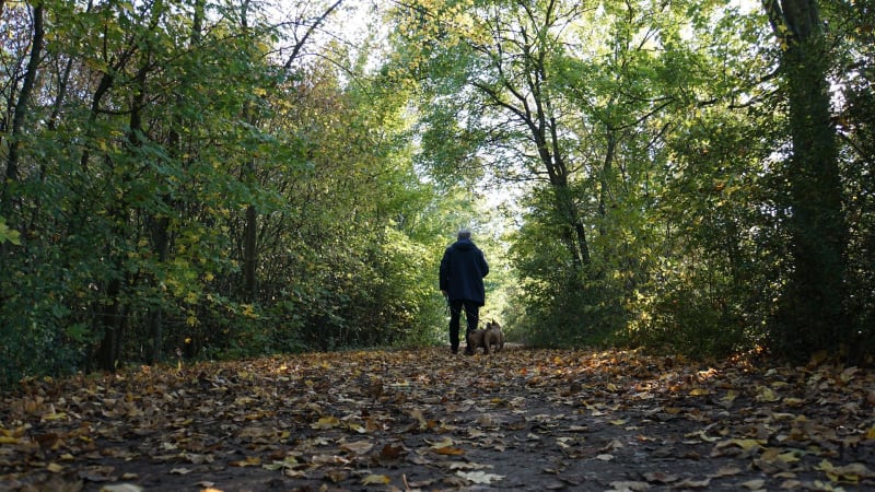 Parcours découverte en forêt de Montgeon - Le Havre