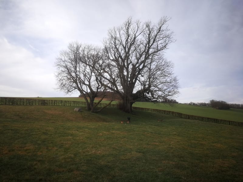 Patrimoine arboricole de la Somme et balade à la campagne - Saint-Léger-lès-Domart