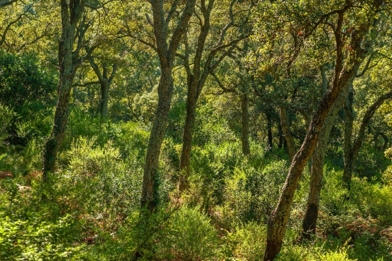 Boucle forestière entre Gardanne et Bouc-Bel-Air - Gardanne