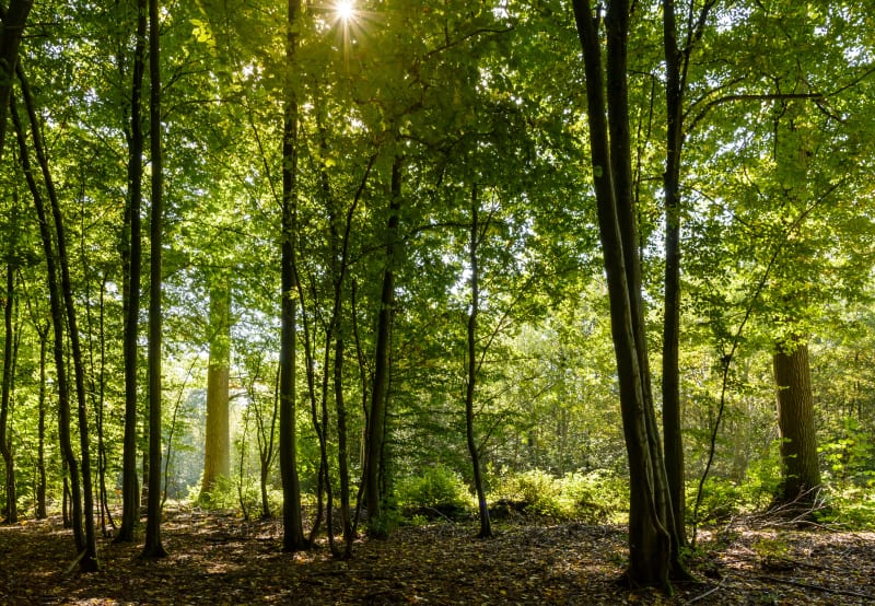 À pied dans la forêt de Verrières - Châtenay-Malabry