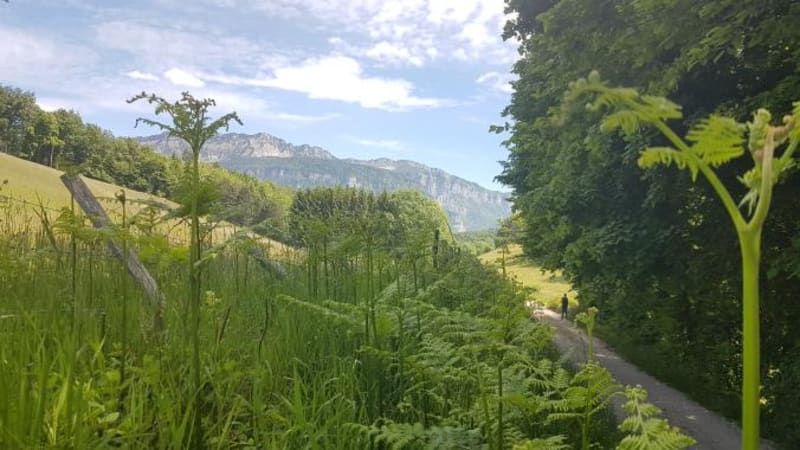 Plateau du Grand Ratz et bain de nature près de Voiron - La Buisse