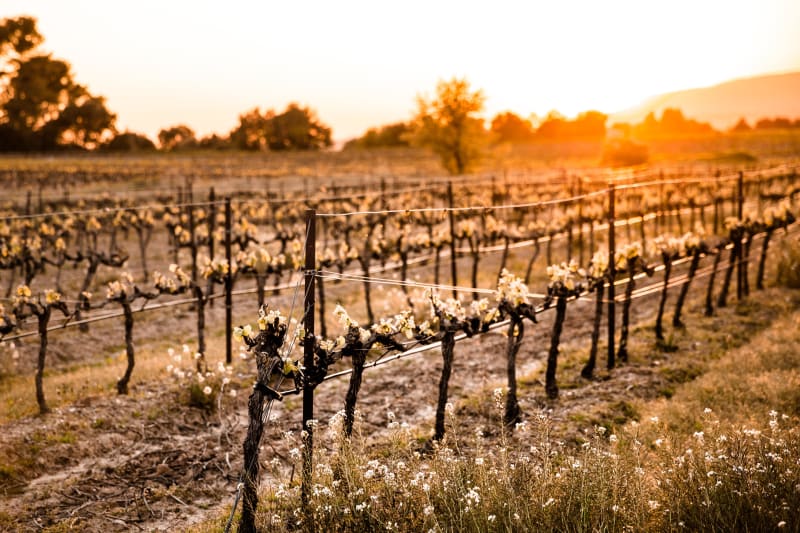Découvrir les vignes et les gorges de la petite Baume - Roquefort-la-Bédoule