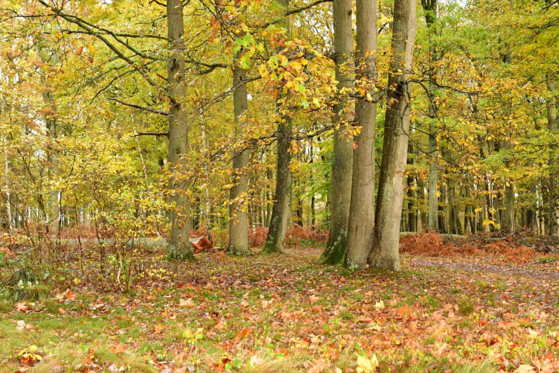 Etang du Coupe-Gorge et se raconter des histoires dans la forêt - Rambouillet