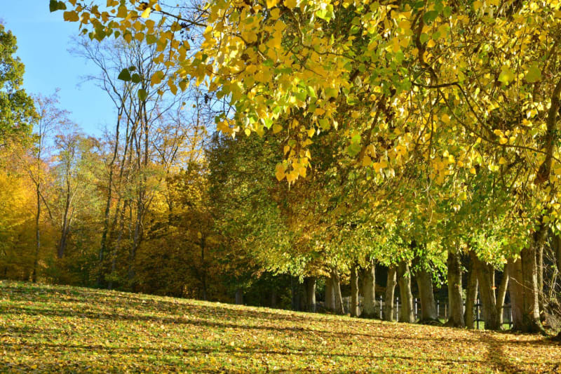 Balade reposante en plaine à Saint-Laurent-en-Grandvaux - Saint-Laurent-en-Grandvaux