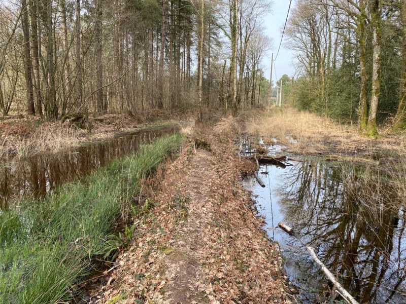 Forêt de Brocéliande et tombeau du Géant - Campénéac