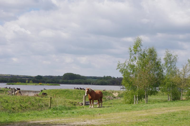 Etang de Careil, au bonheur des oiseaux sauvages - Iffendic