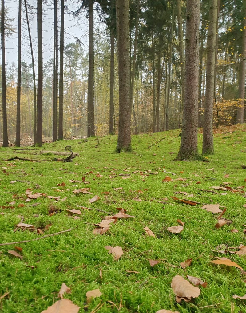 Trasa piesza wokół Lasu Arkońskiego - Szczecin