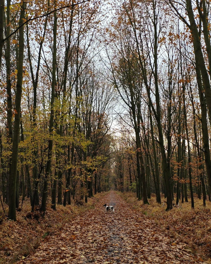 Zabrze Las w Maciejowie - Zabrze