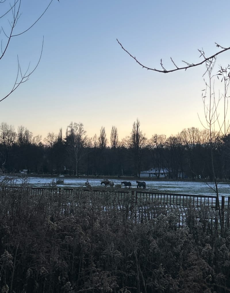 Leśny spacer przy stadninie, kąpielisku leśnym i alpakach - Zabrze