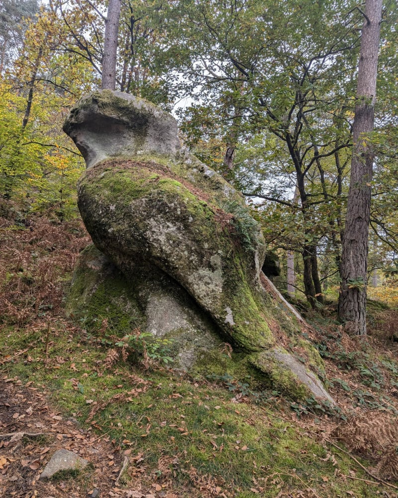 Promenade des gorges de franchard - Fontainebleau