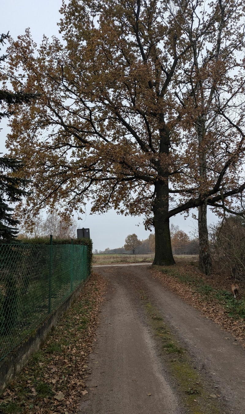 Trasa spacerowa z psem - Łódź-Polesie