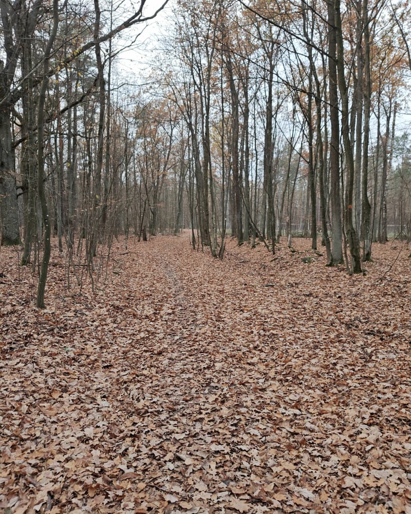 Marki, Obrzeża Puszczy Słupeckiej - Marki
