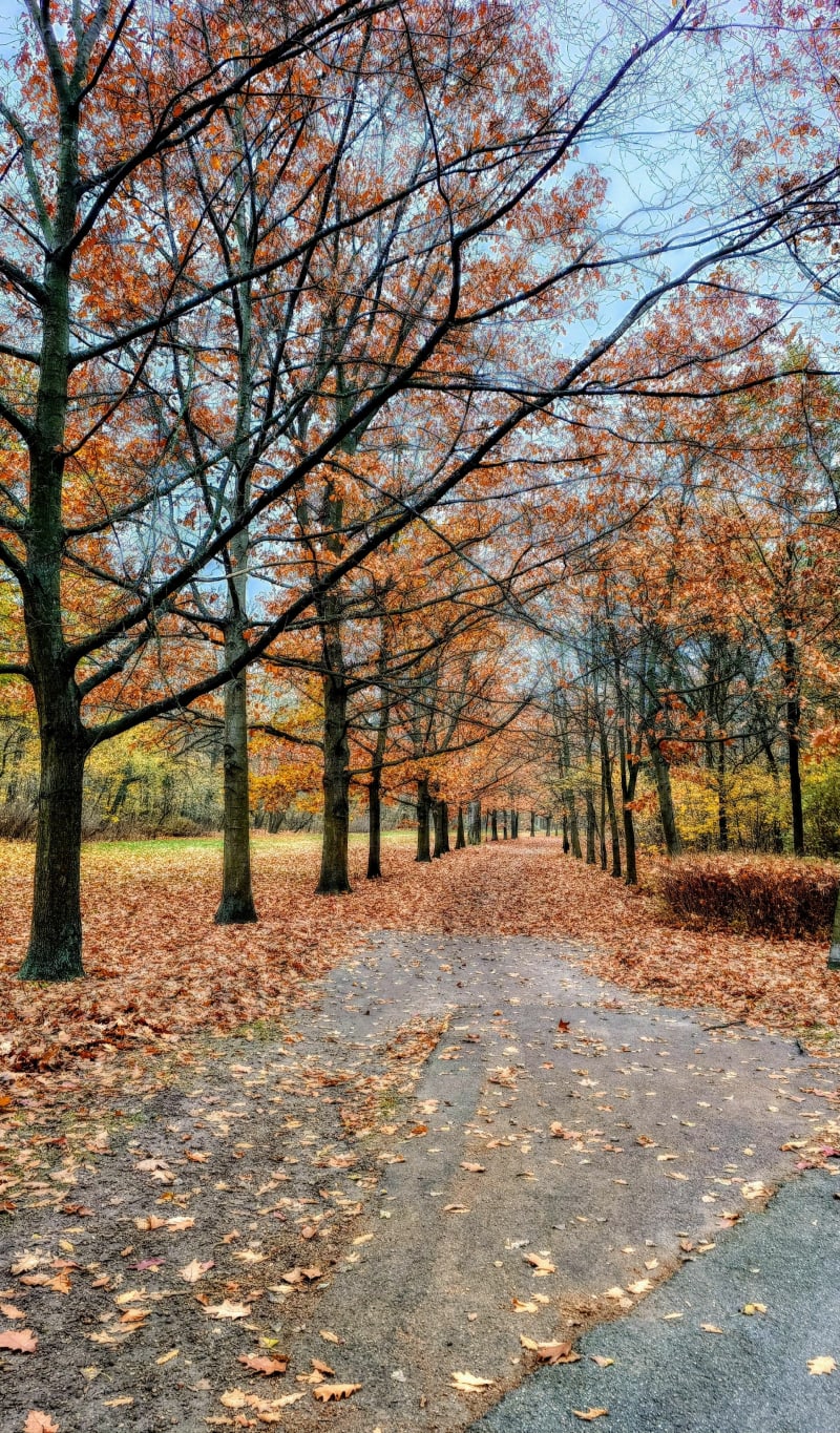 Park na Zdrowiu Łódź, druga część parku, dalej od Fali - Łódź