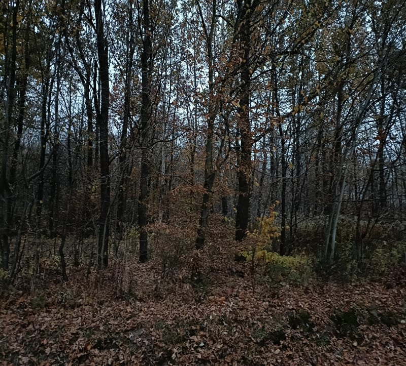 Borem lasem - Chmielnik