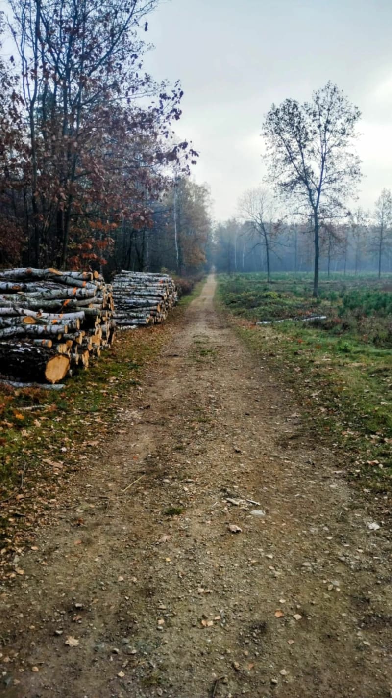 Lasek Podłęże - Jaworzno