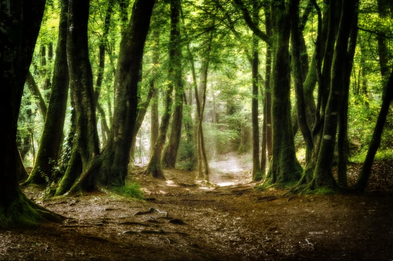 Het bos van Briançon en de frisheid van het kreupelhout - Bauné