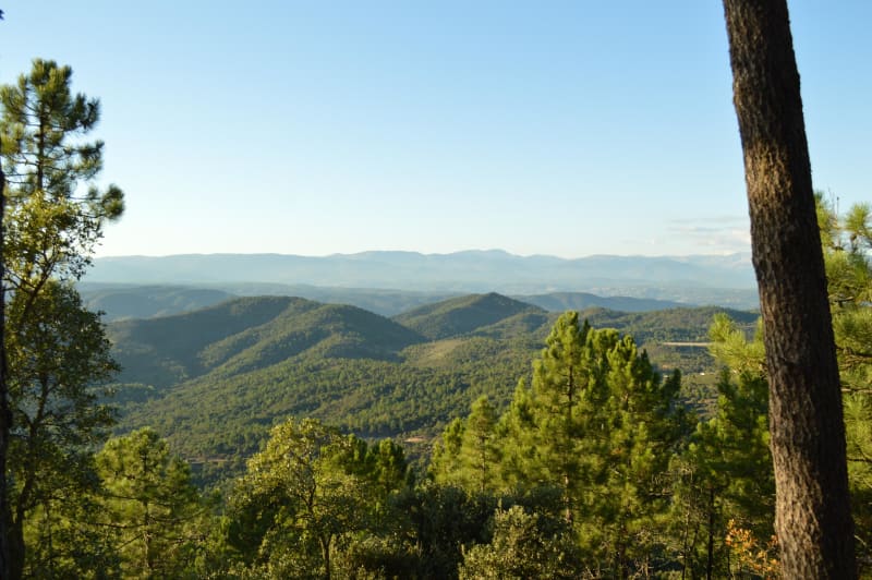 Piste du Pin Pignon et doux parfum de pinède - Les Mayons
