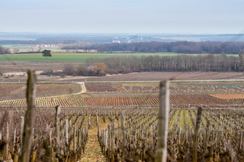Tour de Combe Lavaux et vignes de Gevrey Chambertin - Gevrey Chambertin