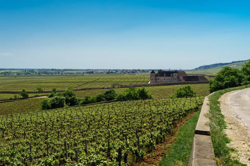Vougeot et immersion champêtre de grand cru - Vougeot